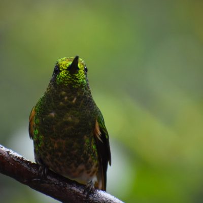 Boissonneaua flavescens - Michael Pasaje