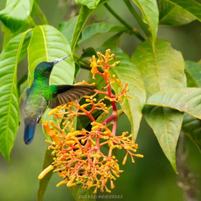 Saucerottia saucerottei - Julian Gonzales