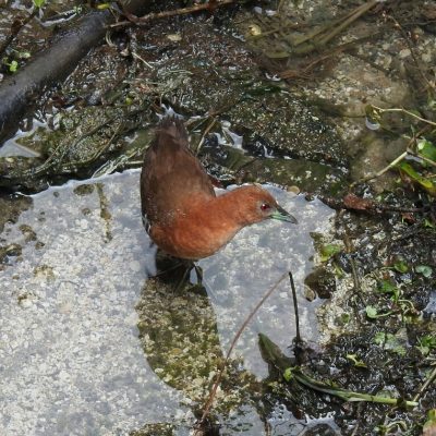 Laterallus albigularis - Anselmo Imbachi