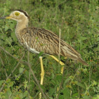 Burhinus bistriatus - Sebastian Betancourth