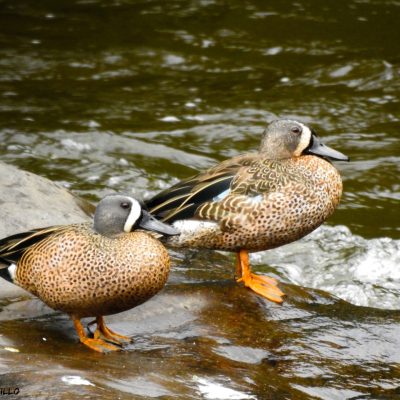 Spatula discors - Oscar Castillo