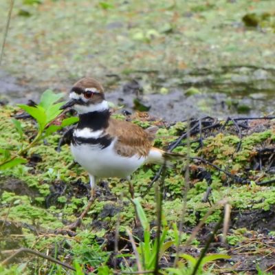 Chadrarius vociferus - Miryom Montes