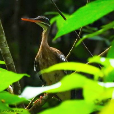 Eurypyga helias - Oscar Castillo