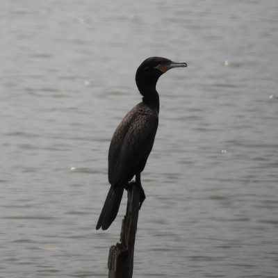 Phalacrocorax brasiluanus - Nicolas Jara