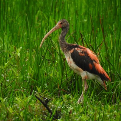 Eudocimus ruber - Jorge Peña