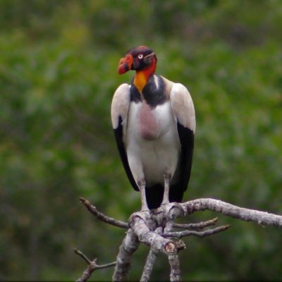 Sarcoramphus papa - Alexis Tovar