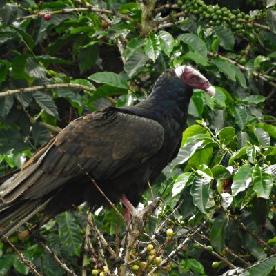 Cathartes aura - Roso Ortiz