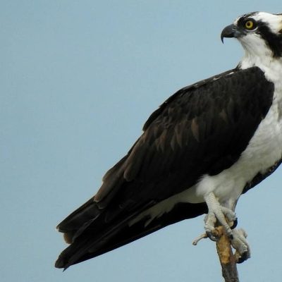 Pandion haliaetus - Erik Gaitan