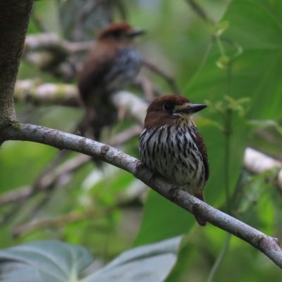 Micromonacha lanceolata - Luis Cruz