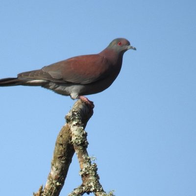 Patagioenas cayanennesis - Miryom Montes