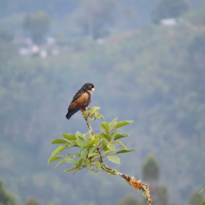 Pionus chalcopterus - William Muñoz