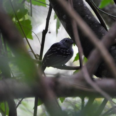 Thamnophilus atrinucha - Sebastian Betancourth
