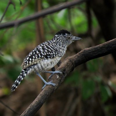 Thamnophilus doliatus - Sebastian Betancourth