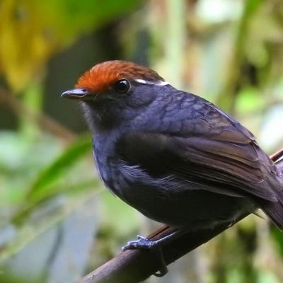 Conopophaga castaneiceps - Erik Gaitan