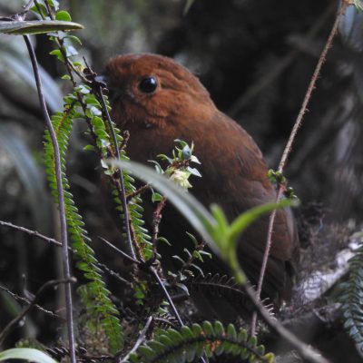 Grallaria rufula - Edier Rojas