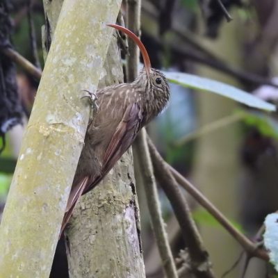 Campylorhamphus trochilirostris - Nicolas Jara