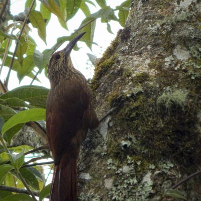 Xiphocolaptes promeropirhynchus - Oscar Meneses