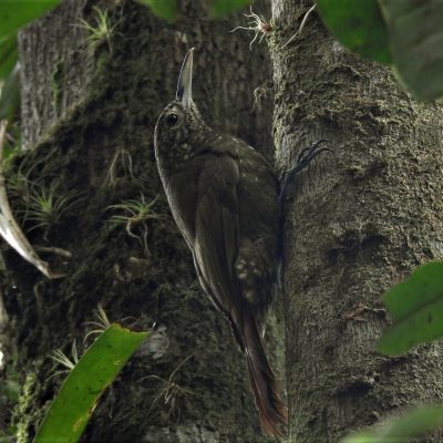 Xiphorhynchus triangularis - Anselmo Imbachi