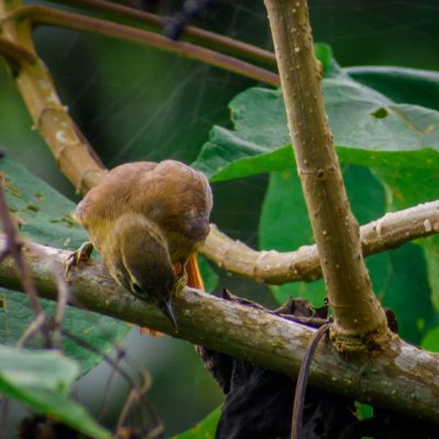 anabacerthia striaticollis - Michael Pasaje