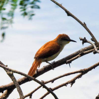 Certhiaxis cinnamomeus - Oscar Castilo