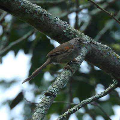 Synallaxis albescens - Jorge Peña