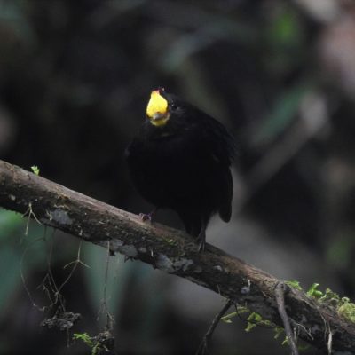Masius chrysopterus - Anselmo Imbachi
