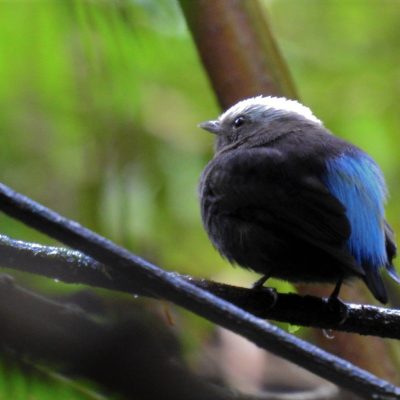 Lepidothrix isidorei - Erik Gaitan