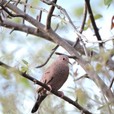 Columbina passerina - William Muñoz