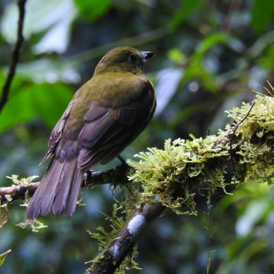 Snowornis cryptolophus - Edier Rojas