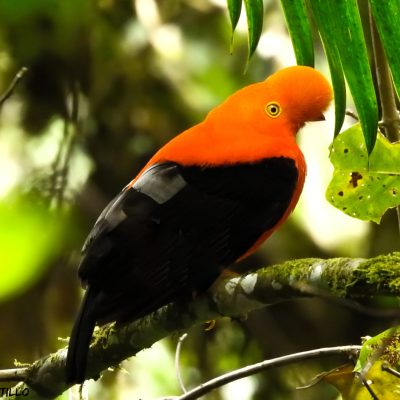 Rupicola Peruviana - Oscar Castillo