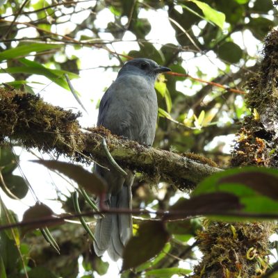 Lipaugus fuscocinereus - Edier Rojas