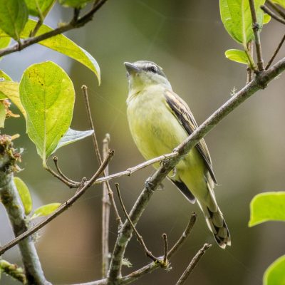 Pachyrramphus polychopterus - Michael Pasaje