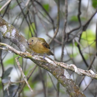 Mionectes oleagineus - Nicolas Jara