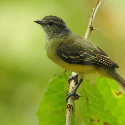 Myiopagis gaimardii - Erik Gaitan