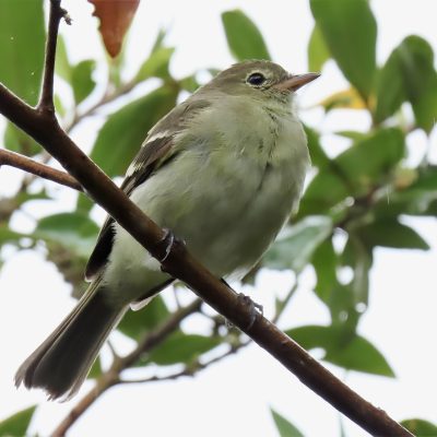 Elaenia frantzii - Carolina Capera