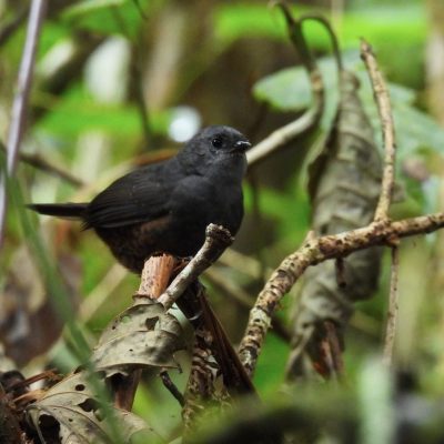 Scytalopus rodriguezi