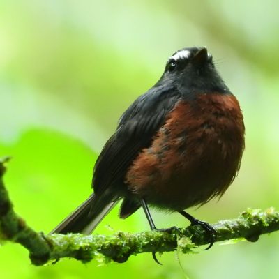 Ochthoeca cinnamomeiventris - Edier Rojas