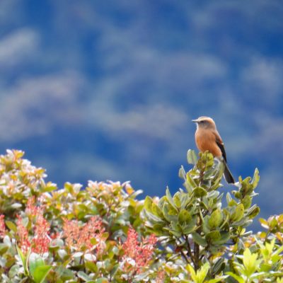 Octhoeca fumicolor - Julian Gonzales