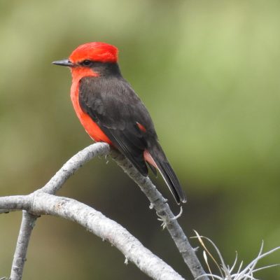 Pyrochephalus rubinus