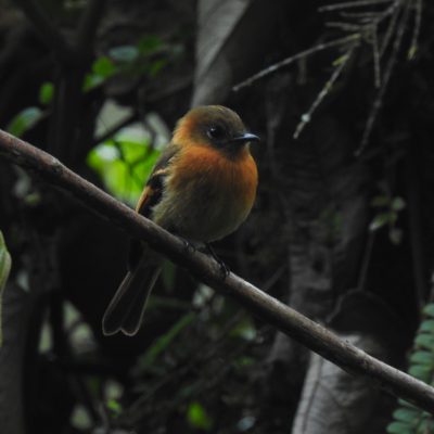 Pyrrhomyias cinnamomeus - Jorge Peña