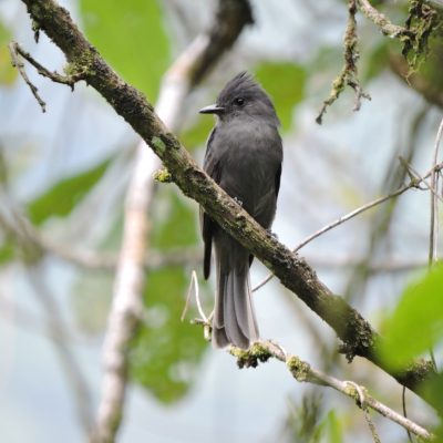 Contopus fumigatus - William Muñoz