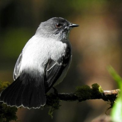 Serpophaga cinerea - Erik Gaitan
