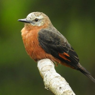 Hirundinea ferruginea - Erik Gaitan
