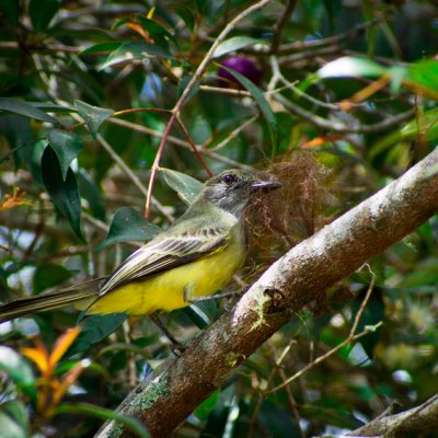 Myarchus apicalis - Michael Pasaje