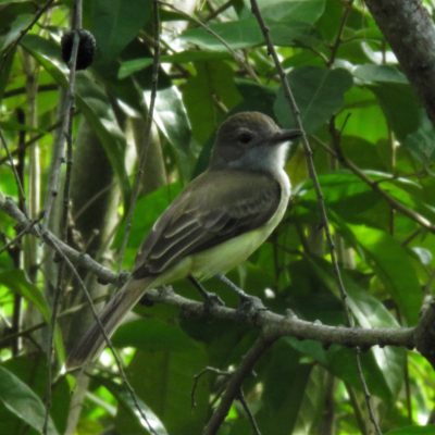 Myiarchus panamensis - Sebastian Betancourth (2)