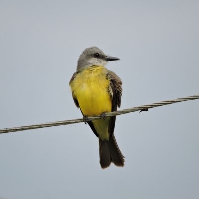 Tyrannus melancolicus - William Muñoz