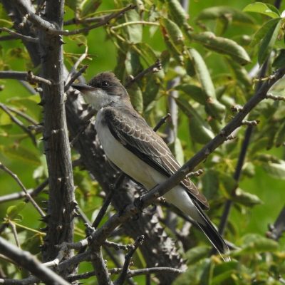 Tyrannus tyrannus - Anselmo Imbachi