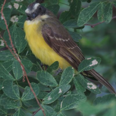 Myiozetetes similis - Sebastian Betancourth