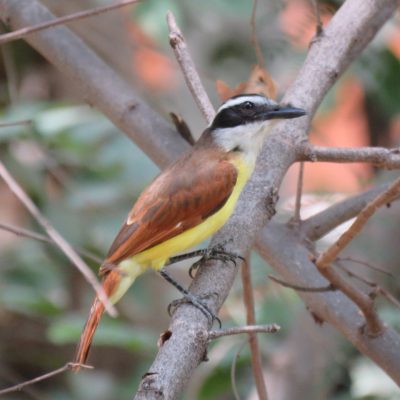 Pitangus sulphuratus - Lina Leyton