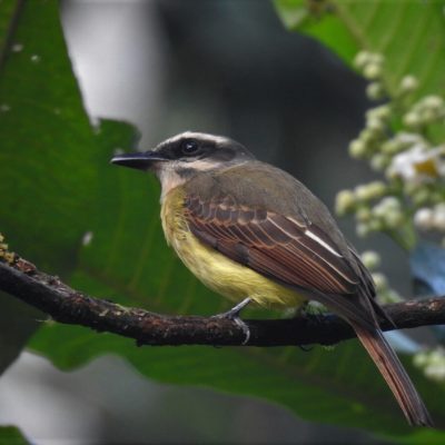 Myiodynastes chrysocephalus - Anselmo Imbachi